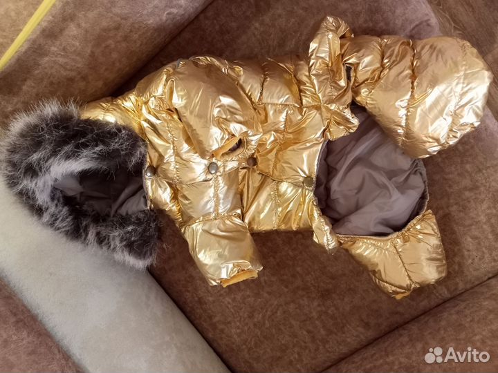 Одежда для собак