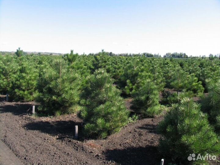 Сосна Русская с доставкой на дом