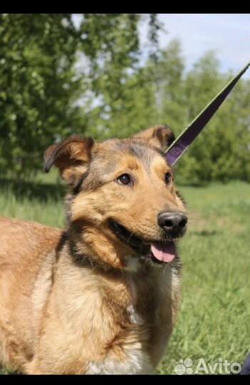 Отдам в добрые руки