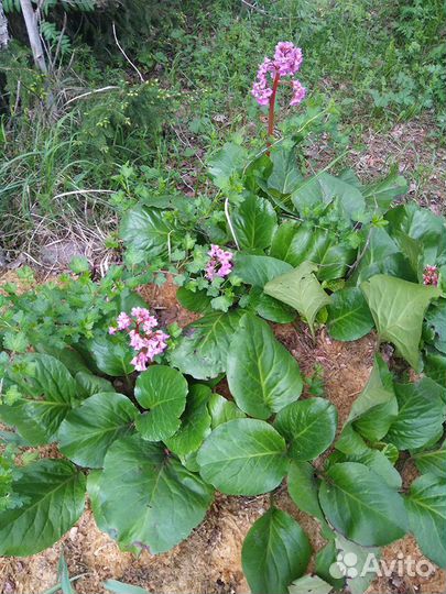 Цветы для сада (2)