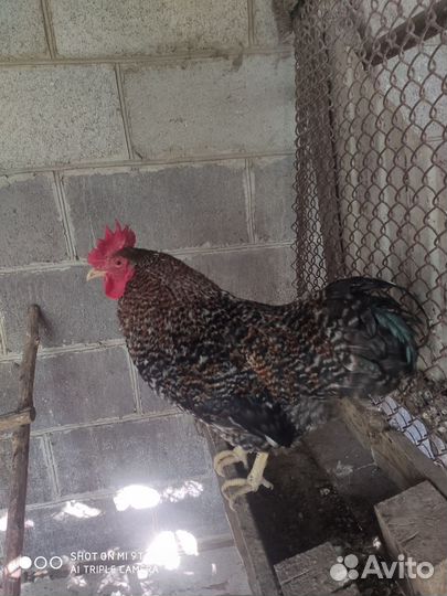 Молодые петухи доминант