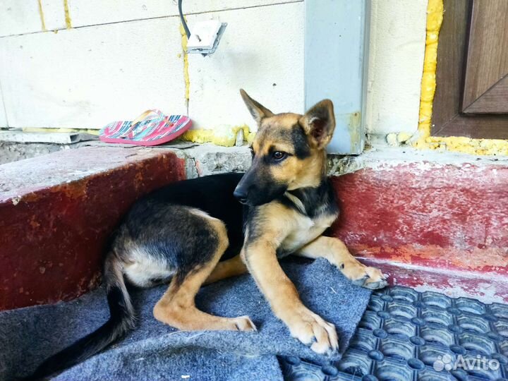 Собачка-девочка, в хорошие руки