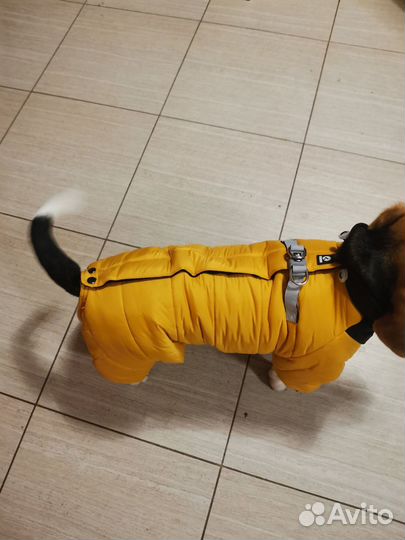 Одежда для средних собак