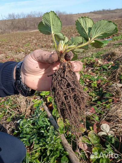 Рассада клубники