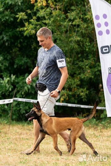 Кинолог. прогулка на провисшем поводке