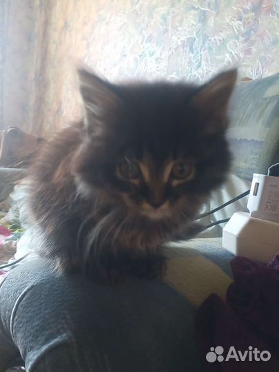 Кошка в дар