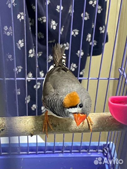 Зебровые амадины