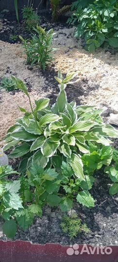 Хоста растение