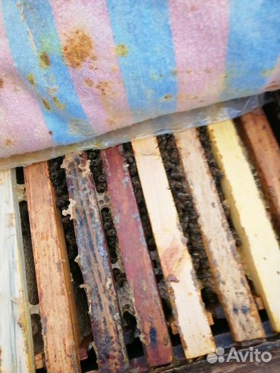 Пакеты пчел на высадку