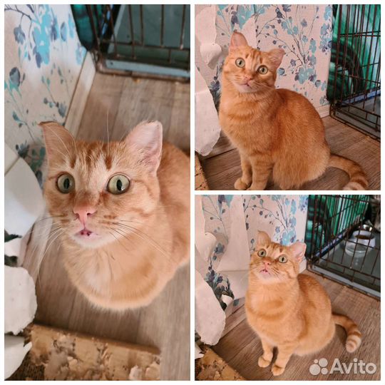 Кошка Апельсинка
