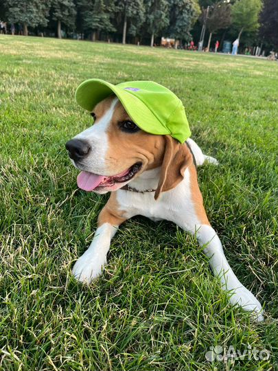 Бигль вязка