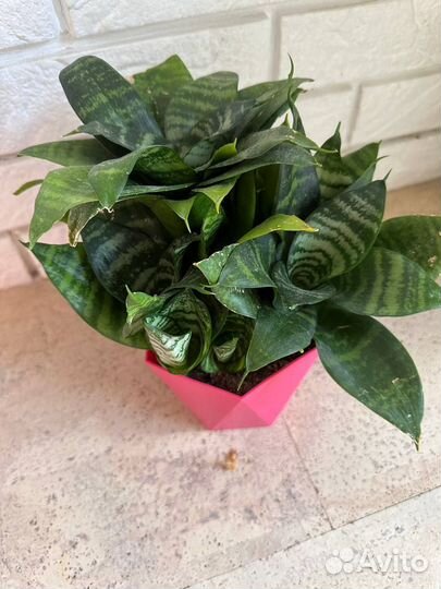 Сансевиерии