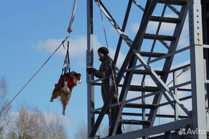Передержка и дрессировка собак
