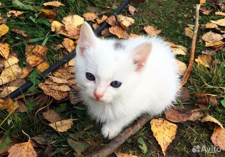 Котята ищут дом