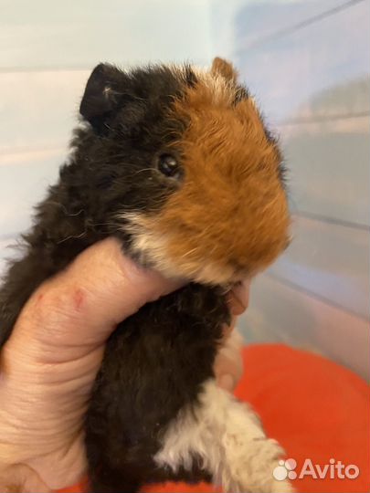 Морские свинки ам тедди