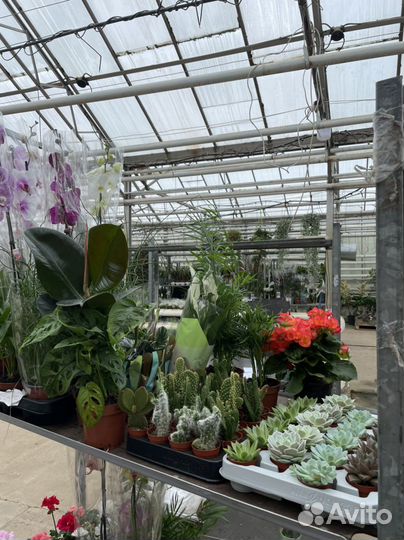 Комнатные растения