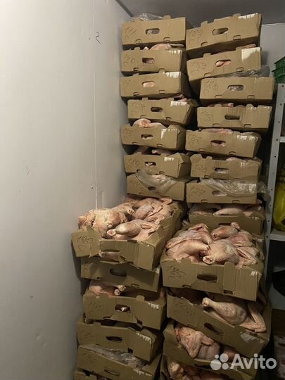 Домашние куры бройлеры оптом
