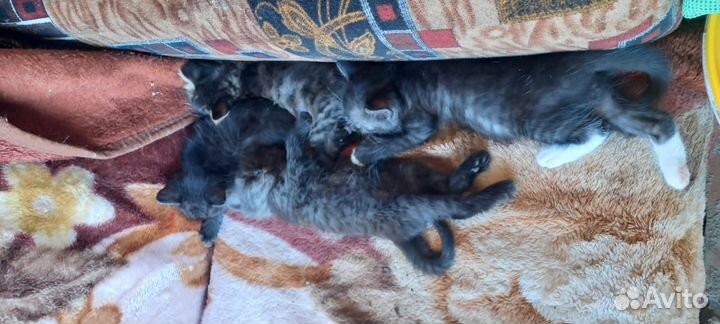 Котята в добрые руки бесплатно