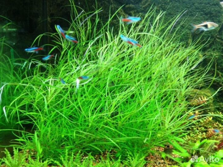 Заказ аквариумных растений
