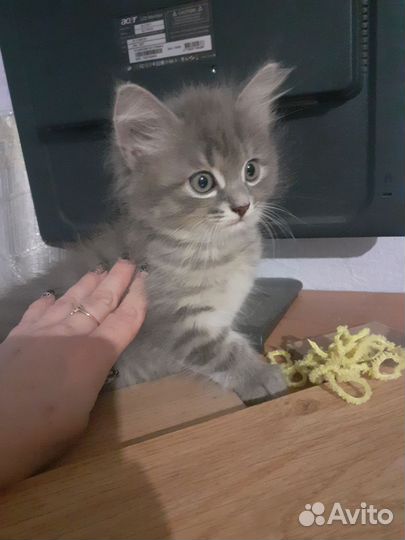 Котята