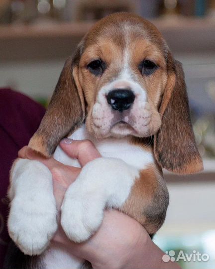 Щенки бигль