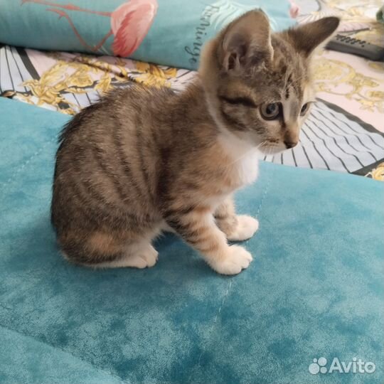 Кошка в дар бесплатно