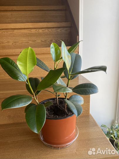 Комнатные растения