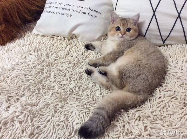 Британская короткошерстная золотая шиншилла