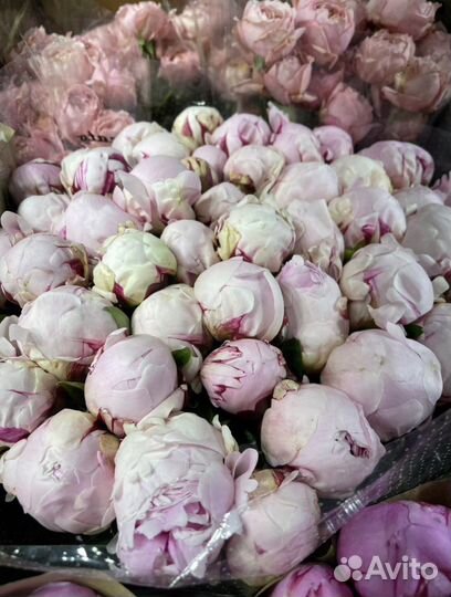 Букеты Пионов Цветы Розы с доставкой