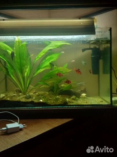 Аквариум