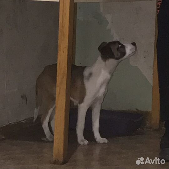 Щенок в добрые руки бесплатно