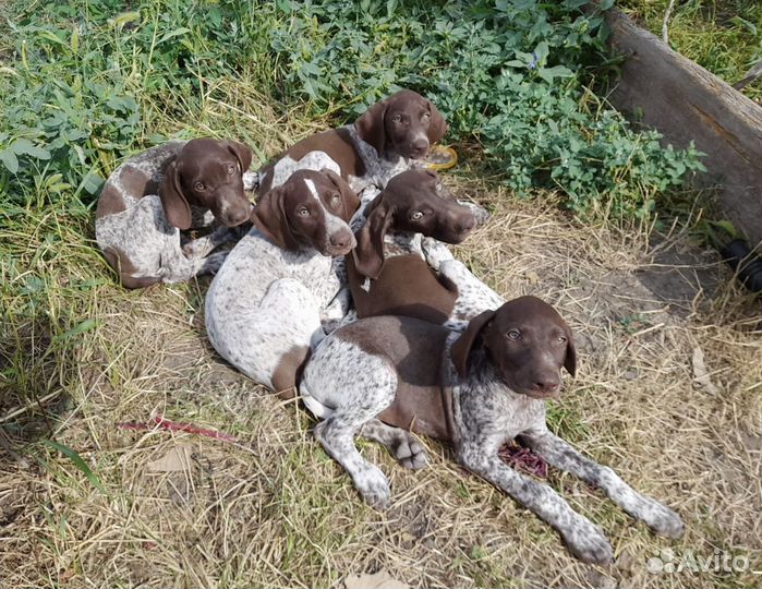 Щенки курцхаара