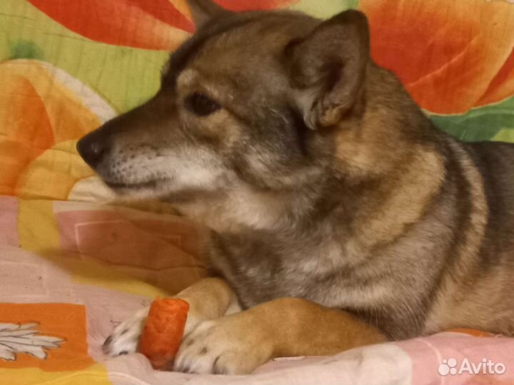 Коротколапик