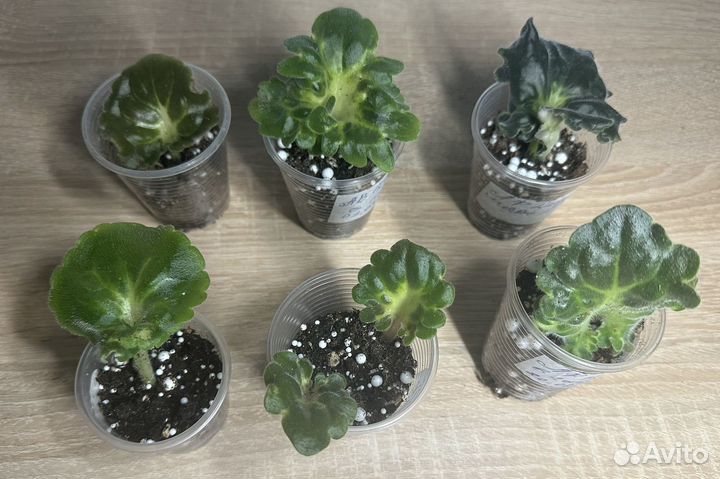 Набор укорененных листов фиалки