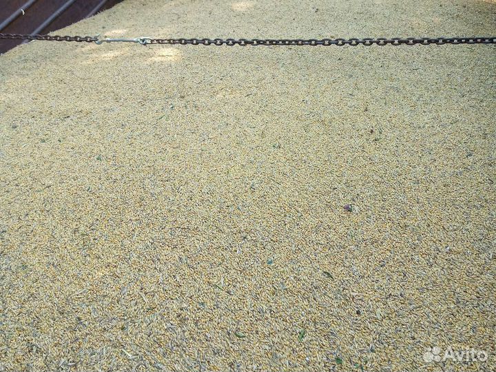 Зерно ячмень