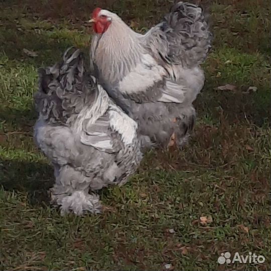 Петушки