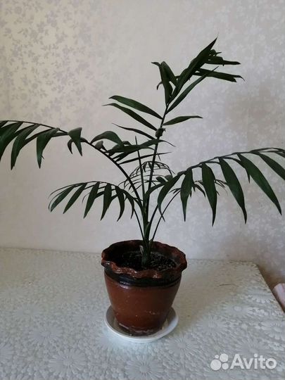 Пальма хамедорея