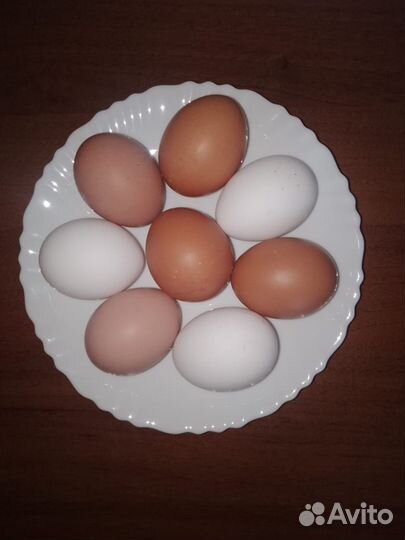 Домашние куриные яйца