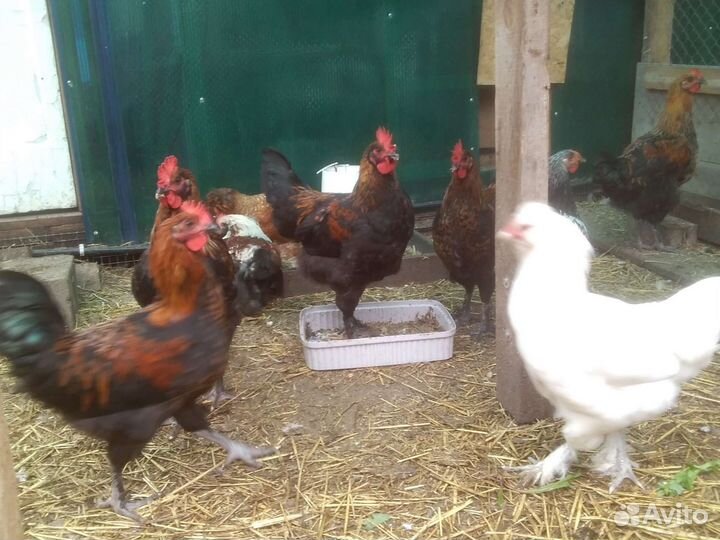 Петухи породистые, индоутки