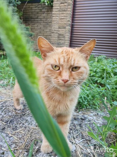 Кошка в дар