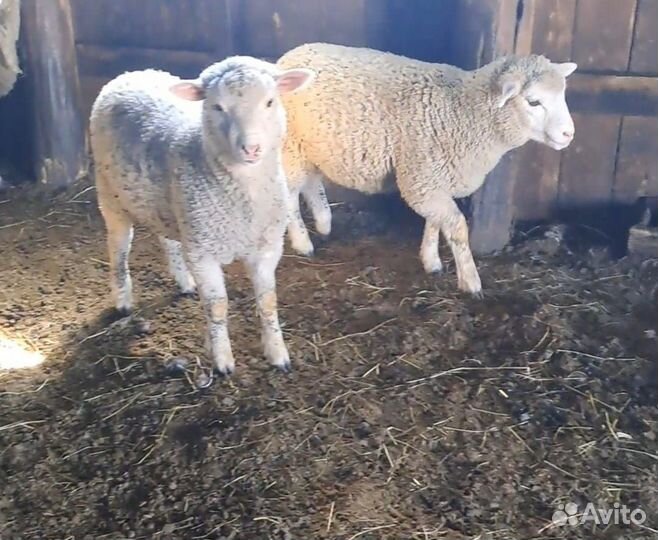 Бараны тексель
