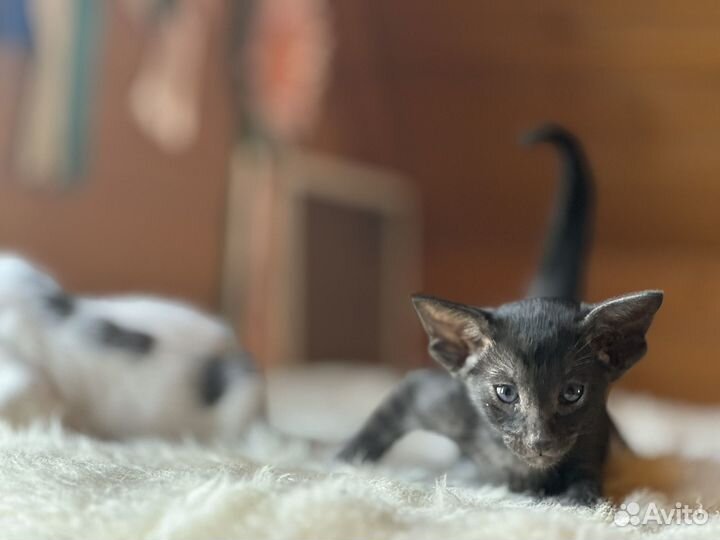 Ориентальные котята