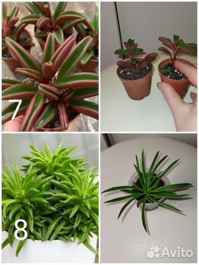 Суккуленты