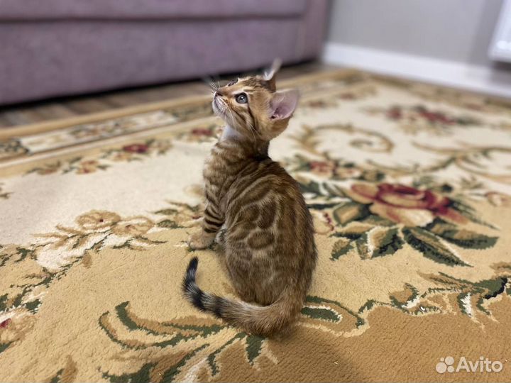 Бенгальские котята