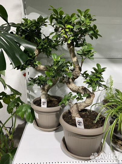 Фикусы Лирата, Бенгальский, Бенджамина