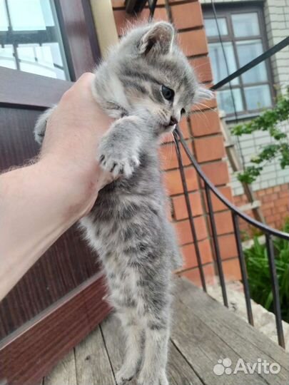 Котики бесплатно в добрые руки