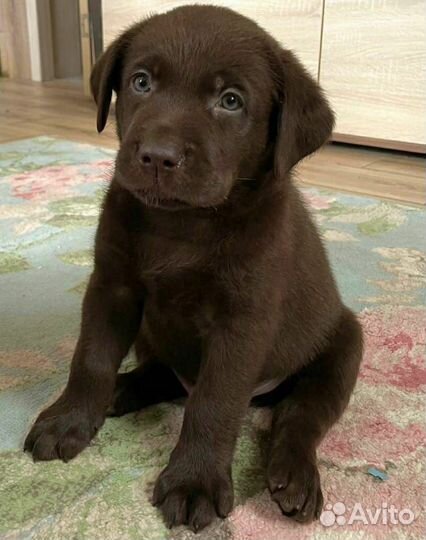 Щенки лабрадора