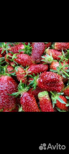 Рассада клубники Купчиха земклубника
