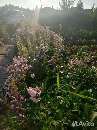 Многолетние дачные цветы