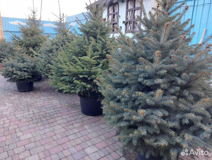 Живая ель в горшке (елка)